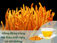 Uống đông trùng hạ thảo mỗi ngày có tốt không?