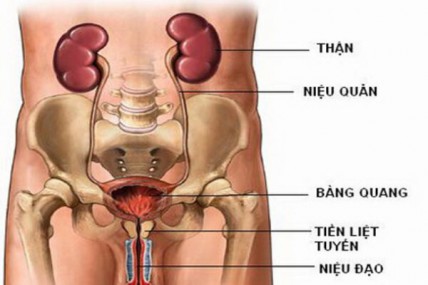 Viêm đường tiết niệu là gì? Triệu chứng và cách chữa trị